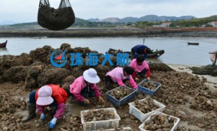 生蠔自動(dòng)分揀機(jī)，取代人工分揀，高效精準(zhǔn)省人工