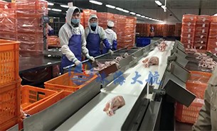 白條雞分揀機(jī)、整鴨分選機(jī)高效取代人工分揀，比人工快5倍