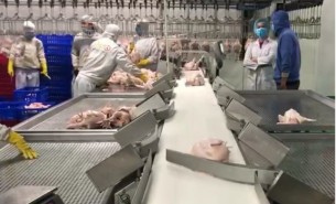 禽肉分選機(jī)_雞肉分選機(jī)_鴨肉分選機(jī)_肉雞稱重分選機(jī)_禽肉胴體分級(jí)秤_袋裝雞自動(dòng)分揀_