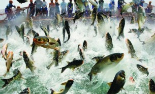 魚稱重分揀機(jī)_冷凍魚重量分選機(jī)_活魚自動分級設(shè)備價(jià)格/報(bào)價(jià)