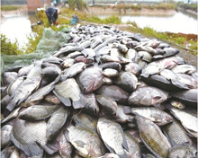 羅非魚(yú)分選機(jī) 海產(chǎn)分選設(shè)備 冰凍魚(yú)類(lèi)自動(dòng)分選秤應(yīng)用視頻